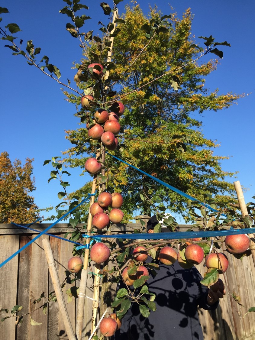 庭でりんごの木を育てよう りんごの木の育て方 写真付き Honobono Canada Life