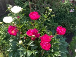 園芸 カナダのpeonyは 芍薬 それとも牡丹 立てば芍薬 座れば牡丹 にヒントが隠れている Honobono Canada Life