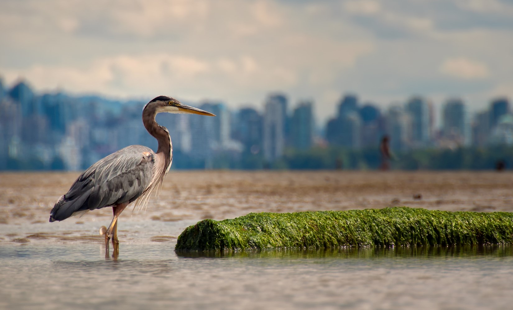 日常 散歩中に遭遇 川沿いでよく見かける鳥 サギ 英語名は Heron なんだ Honobono Canada Life