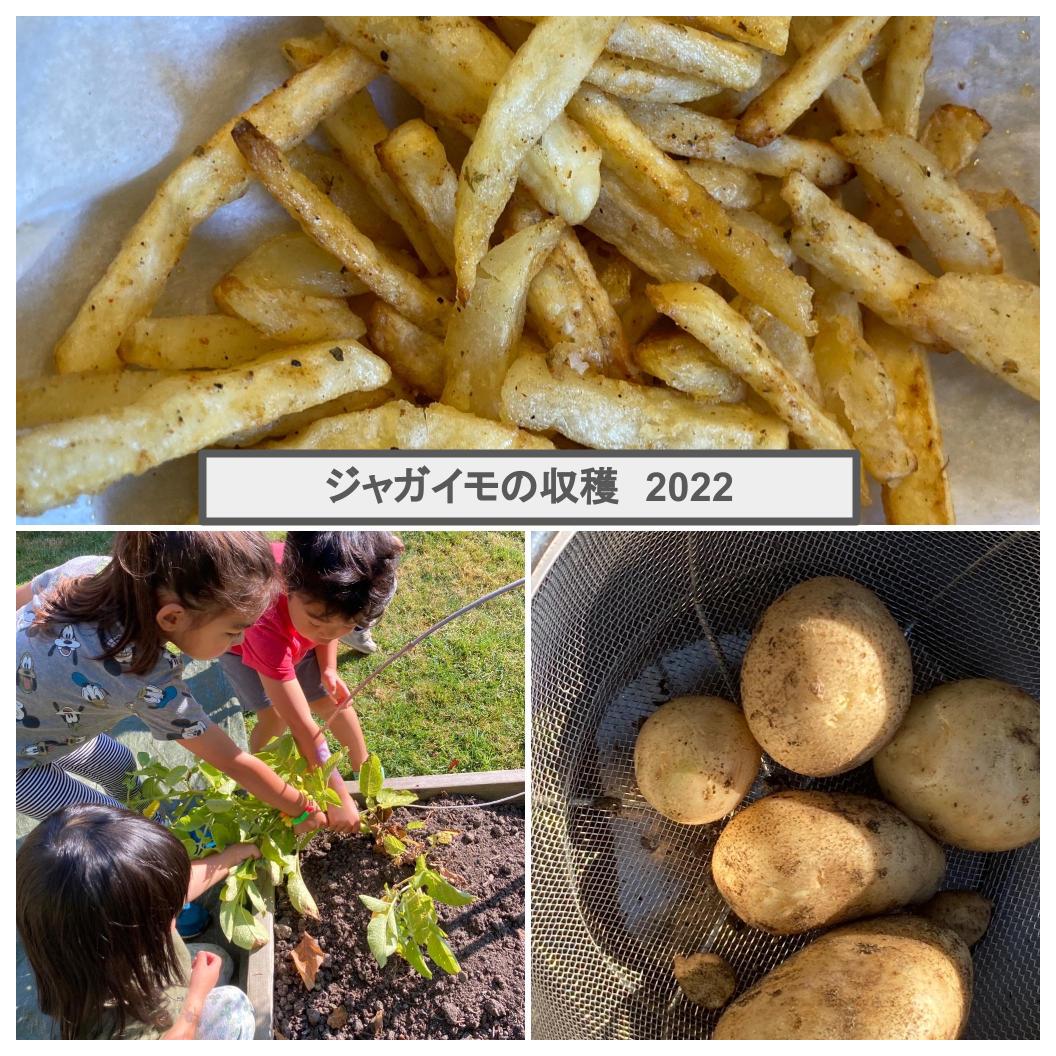 植えた覚えのないジャガイモからジャガイモが収穫できたよ。デイケアで「フライドポテト」試食会 « Honobono Canada Life