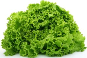 lettuce